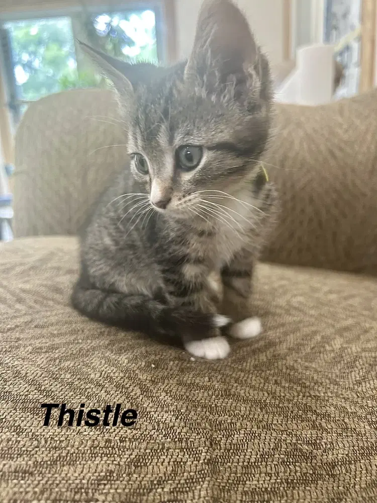 Pollinator  Thistle - Domestic Short Hair