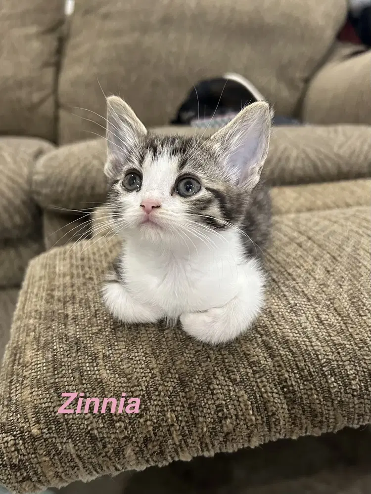 Pollinator  Zinnia - Domestic Short Hair