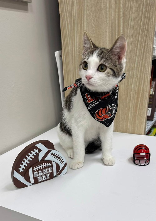 Pollinator : Zinnia, a cat for adoption from Stray Haven Inc