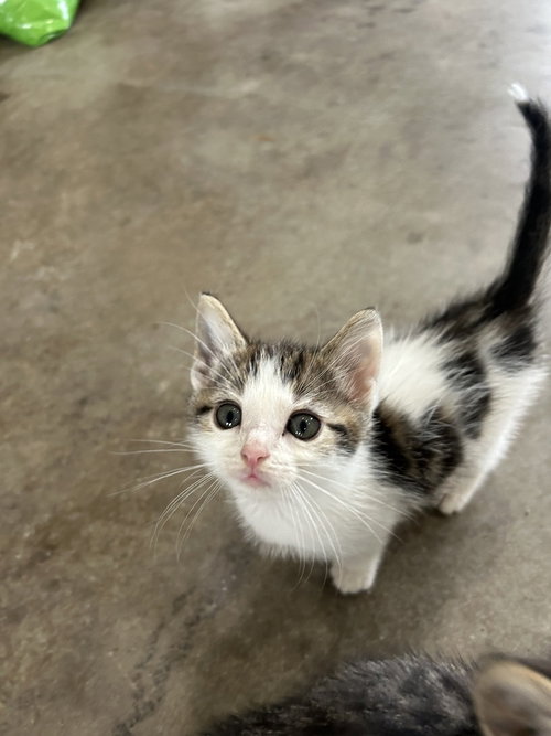 Pollinator : Marigold, a cat for adoption from Stray Haven Inc
