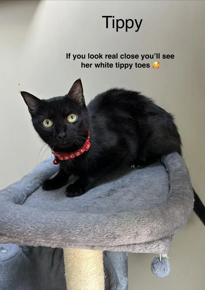 Tippy Girl - Domestic Short Hair