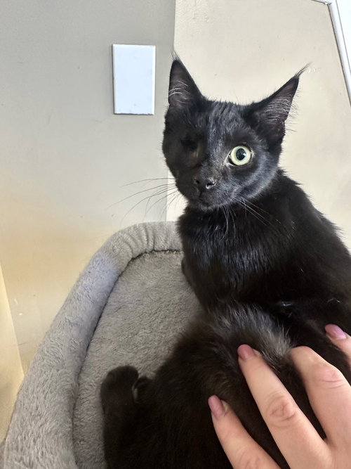 Newby Cats : Shaka, a cat for adoption from Stray Haven Inc
