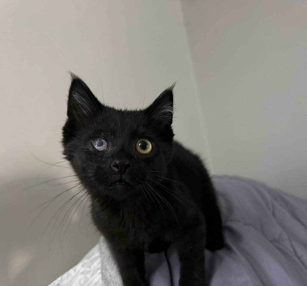 Newby Cats : Shaka, photo 2