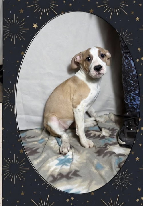Floyd Dawgs : Juno