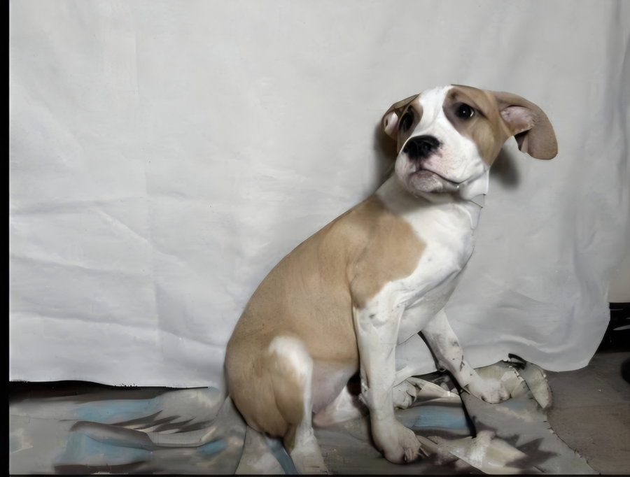 Floyd Dawgs : Juno