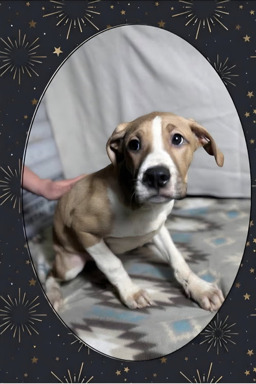 Floyd Dawgs :Baptiste