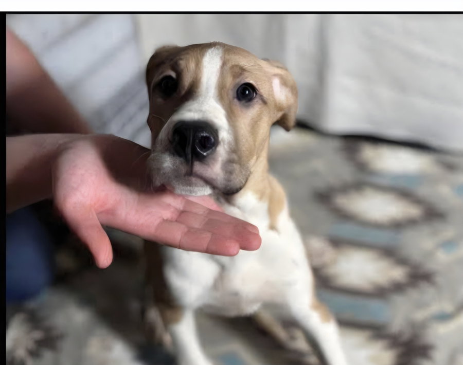 Floyd Dawgs :Baptiste