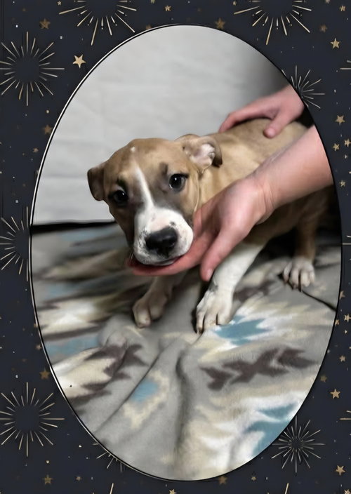 Floyd Dawgs : Orisa