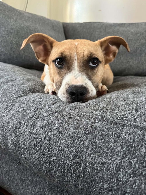 Floyd Dawgs : Orisa
