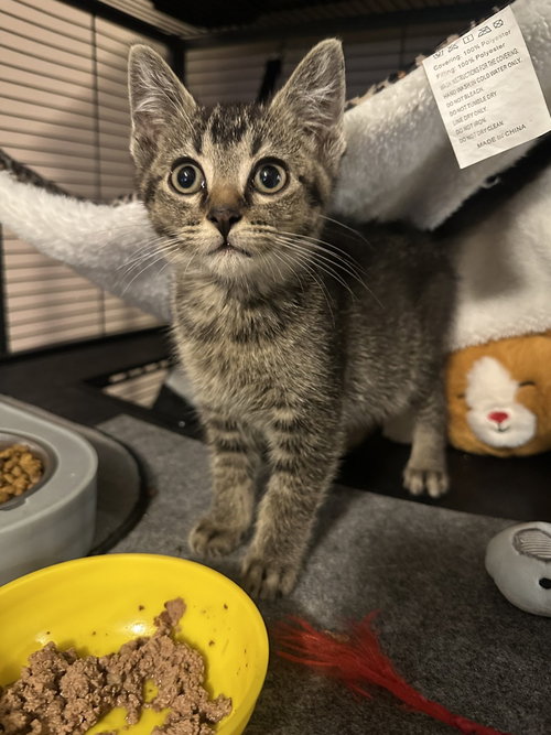 Benji Kitten