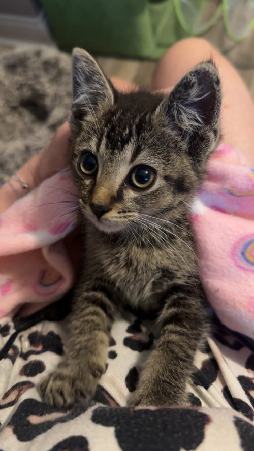 Benji Kitten photo 3