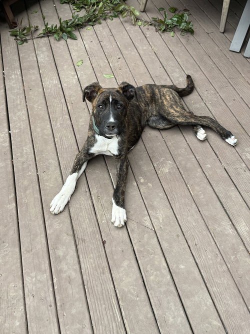 Marion Bs : Blaze (Marley)