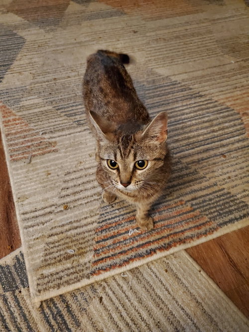 Stevie Nicks Kitty