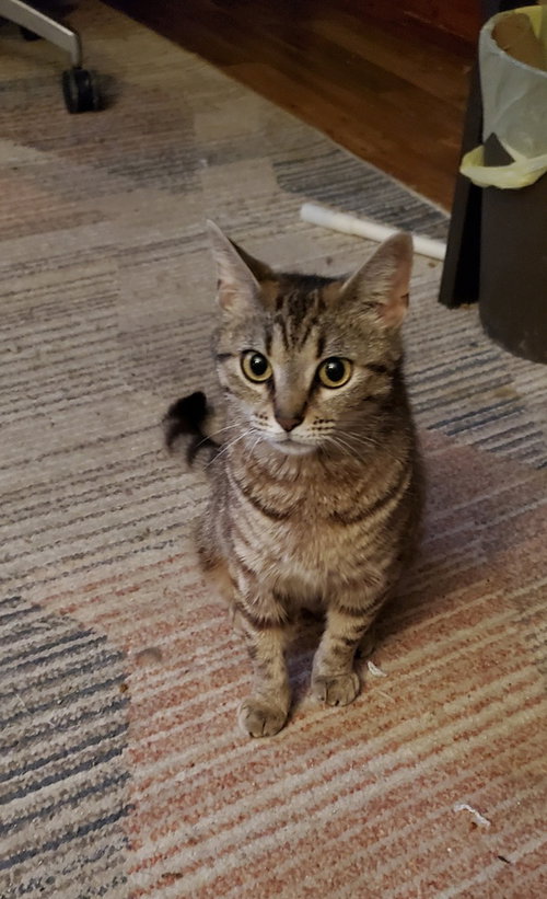 Stevie Nicks Kitty photo 2