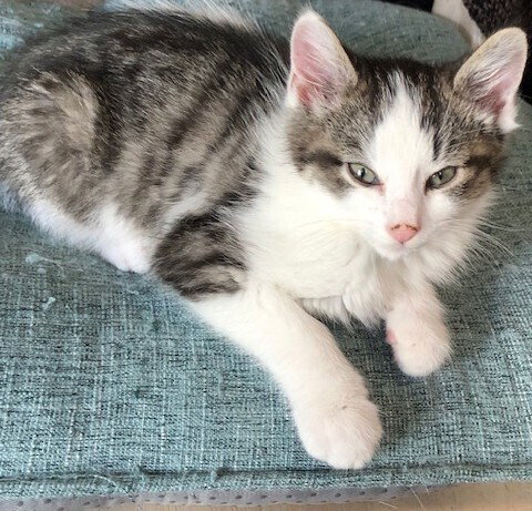 Janis's : Finn