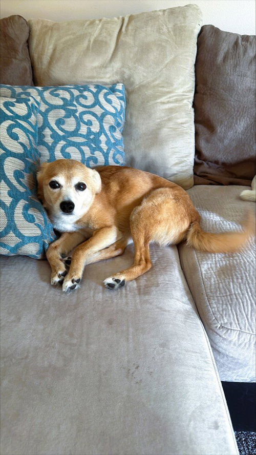 Latin Singer: Selena (Kara), an adoptable Retriever in Aurora, IN