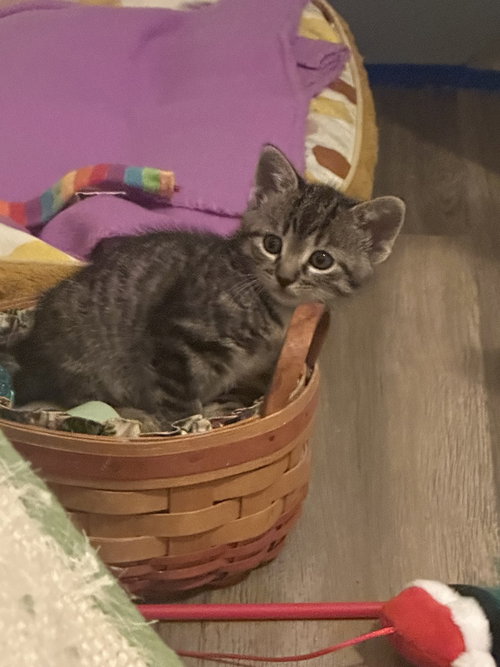 Kitty Chefs : Kish, an adoptable Domestic Short Hair in Aurora, IN