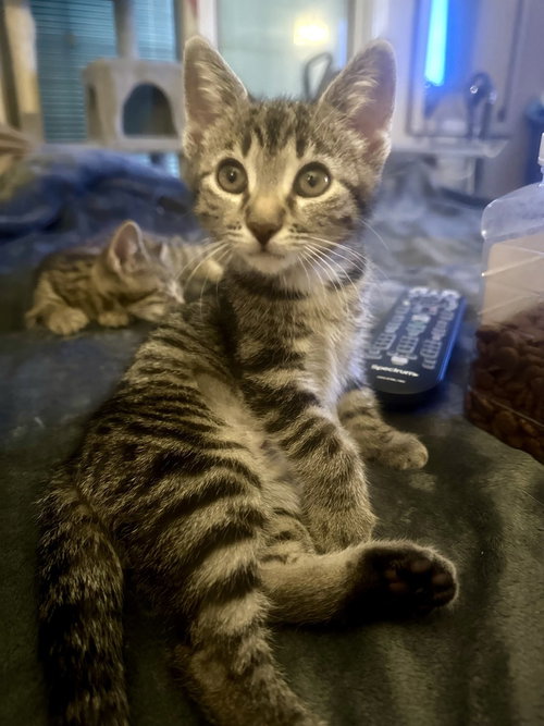 Kitty Chefs : Kish, a cat for adoption from Stray Haven Inc