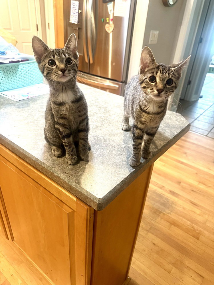 Kitty Chefs : Kish, photo 2