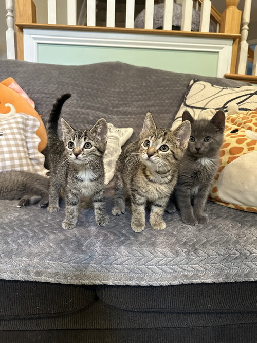 Kitty Chefs photo 4