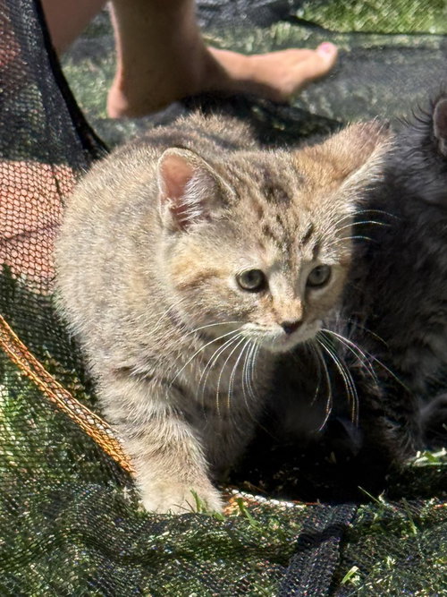 Lbt Kitties photo 3