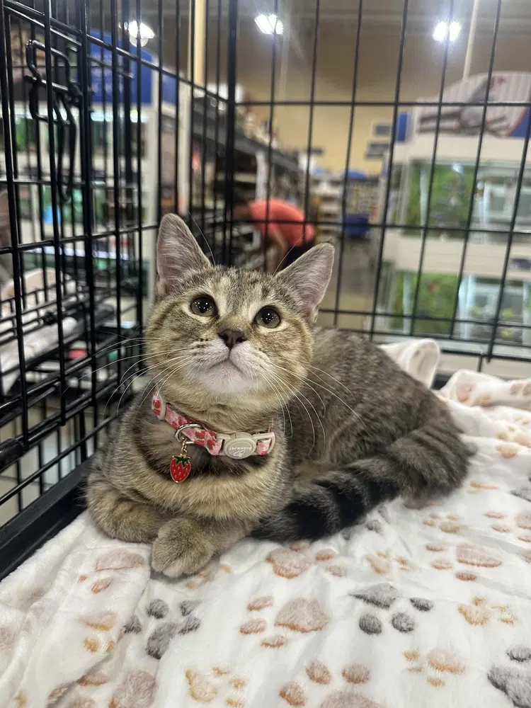 Lbt Kitties  Petrie - Domestic Short Hair