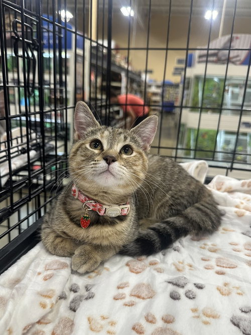 LBT Kitties : Petrie, a cat for adoption from Stray Haven Inc