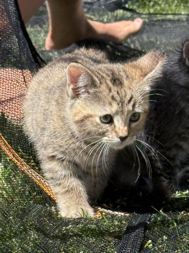 LBT Kitties : Petrie, photo 4