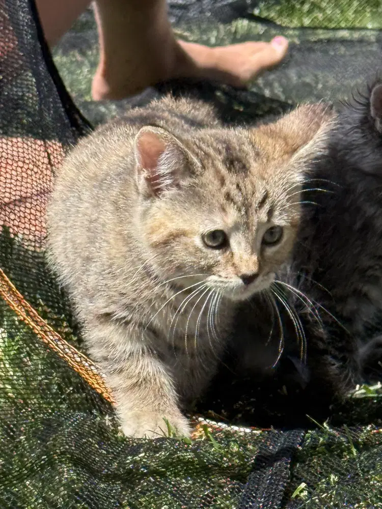 Lbt Kitties  Petrie image 4