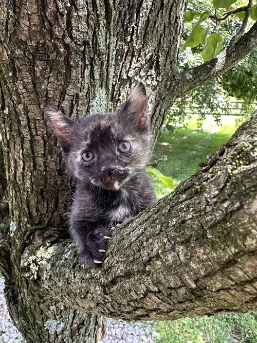 Lbt Kitties photo 2