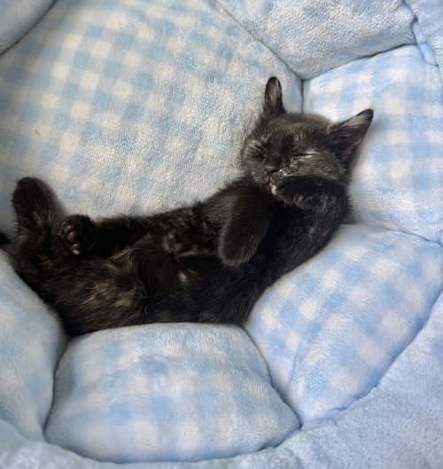 Lbt Kitties photo 4