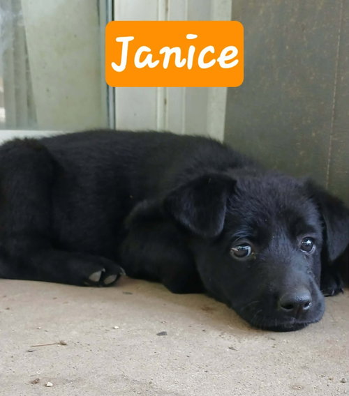 Central Perk : Janice