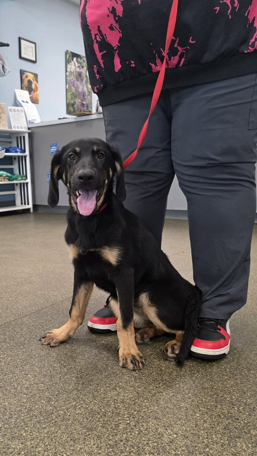 PR Paws : Prim