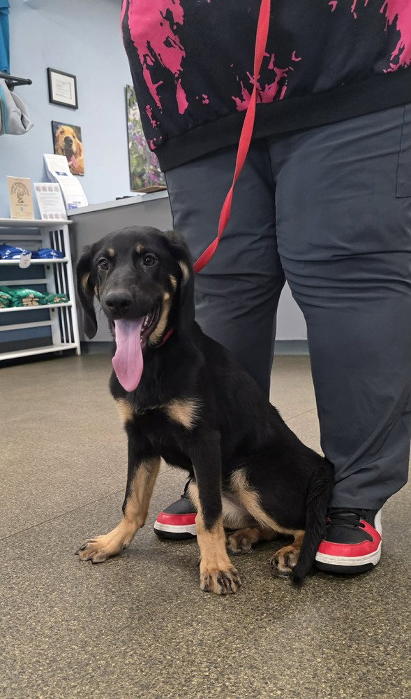PR Paws : Prim