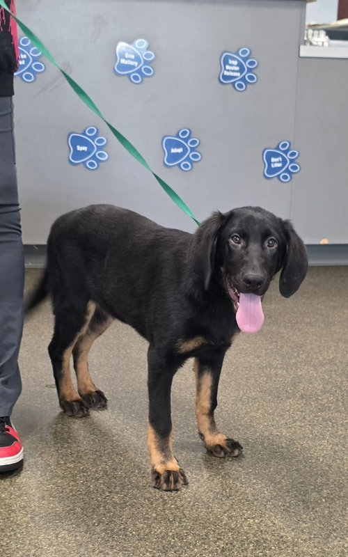 PR Paws : Promise