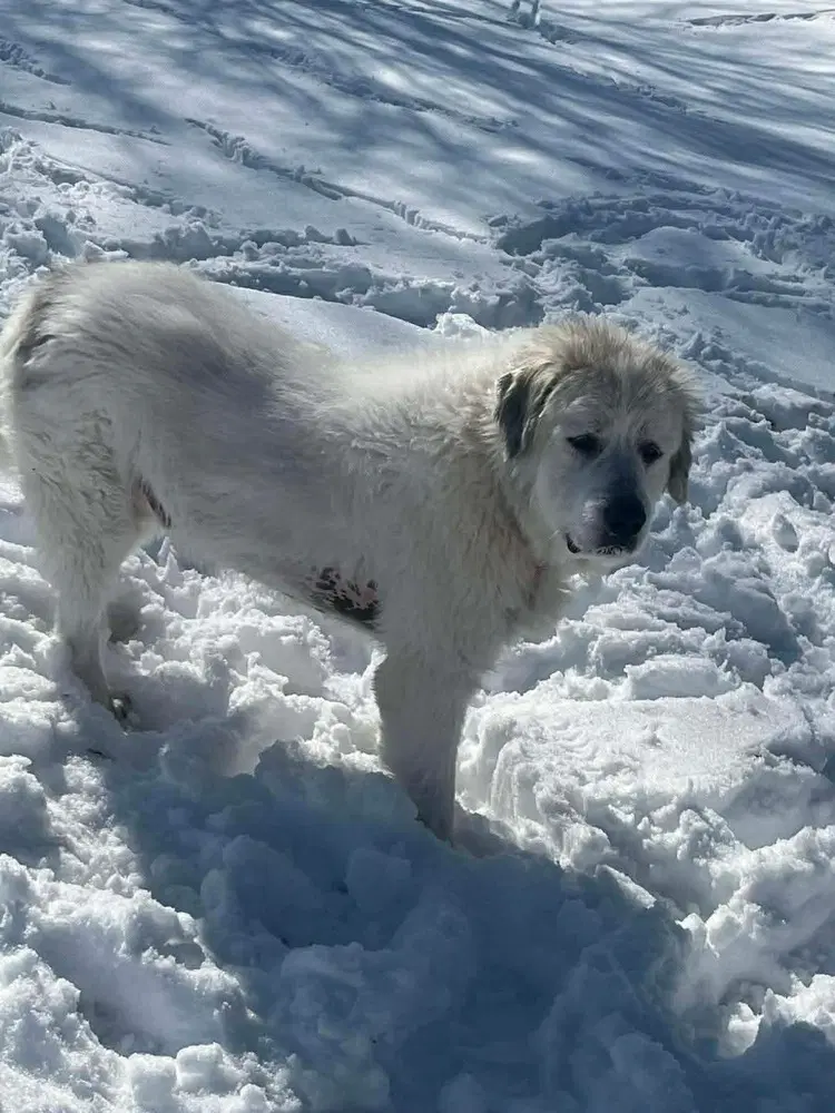 Rc Washy - Great Pyrenees