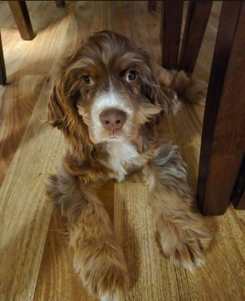 Louie Boy