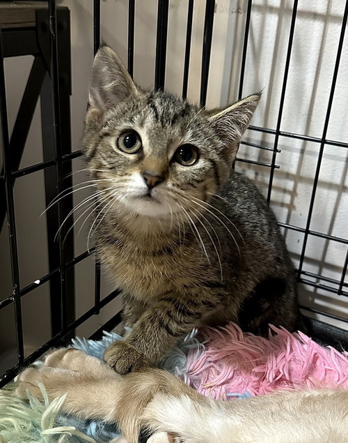 Singer Kitties : Zara, an adoptable Domestic Short Hair in Aurora, IN