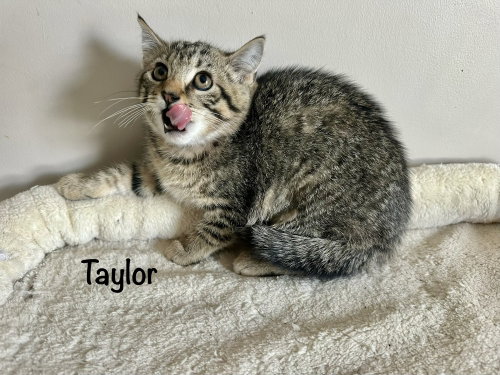 Singer Kitties