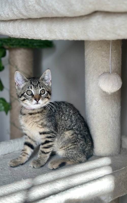 Singer Kitties photo 2