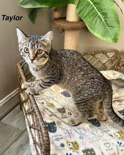 Singer Kitties : Taylor, a cat for adoption from Stray Haven Inc