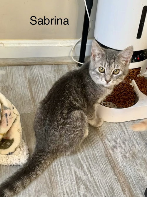 Singer Kitties : Sabrina, a cat for adoption from Stray Haven Inc