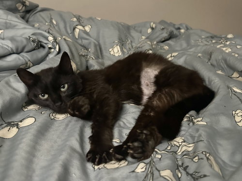 Mamba Kitty
