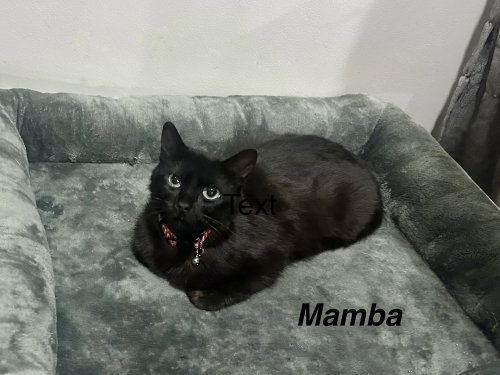Mamba Kitty, Young Domestic Short Hair (short coat), cat for adoption in Middletown, Ohio