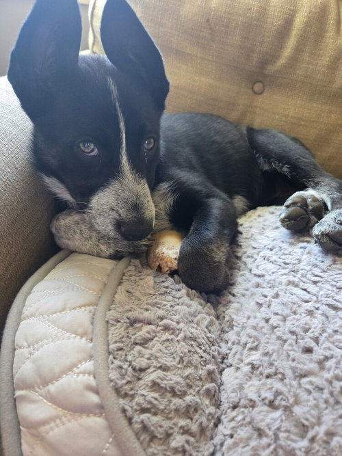 Nature Dawgs : Sage