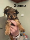 Addams Family : Gomez - Photo 1