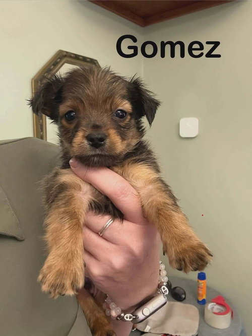 ADDAMS FAMILY : GOMEZ - Yorkshire Terrier Yorkie / Terrier available for adoption