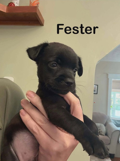 ADDAMS FAMILY : FESTER - Yorkshire Terrier Yorkie / Terrier available for adoption
