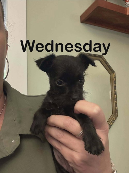 ADDAMS FAMILY : WEDNESDAY - Yorkshire Terrier Yorkie / Terrier available for adoption