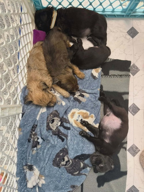 ADDAMS FAMILY : WEDNESDAY - Yorkshire Terrier Yorkie / Terrier available for adoption